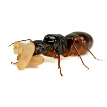 Preview: Camponotus sansabeanus queen and brood
